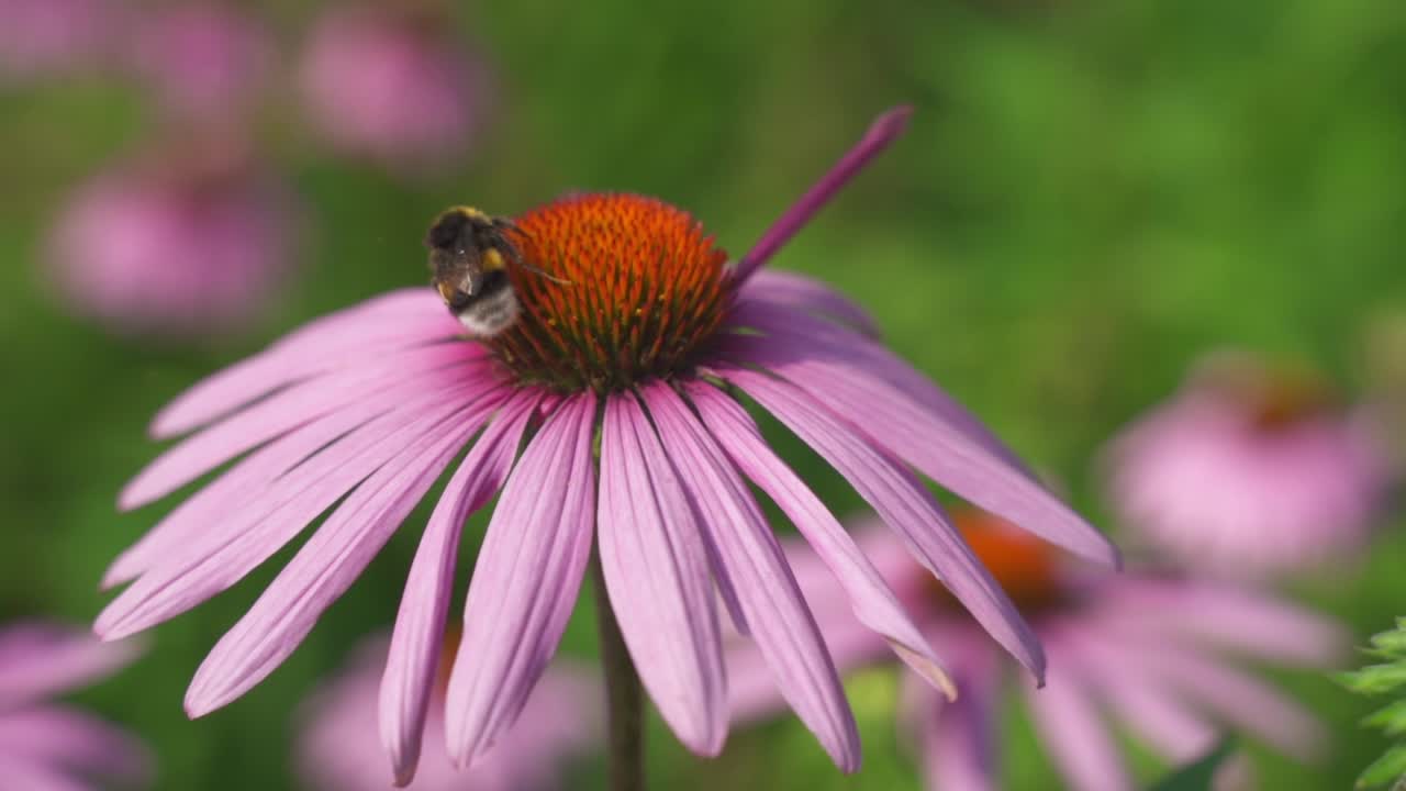 primer plano de una gran abeja carpintera chupando néctar de un hermoso coneflower púrpura y volando, jardín botánico