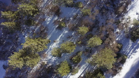 top view of the snow white covered ground and treetops of california - aerial shot