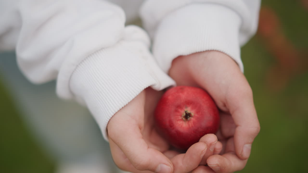 Niño blanco ofreciendo una manzana roja, primer plano mostrando pequeñas manos blancas acunando una manzana madura, mangas de sudadera con capucha, fondo de césped desenfocado, gesto generoso, ánimo de compartir, luz cálida de otoño, al aire libre.