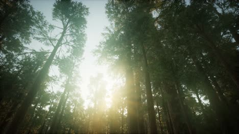 redwood forest foggy sunset scenery