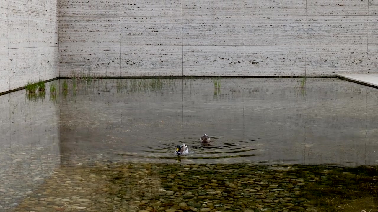 Duck swims across a shallow reflecting pool beside pale stone walls