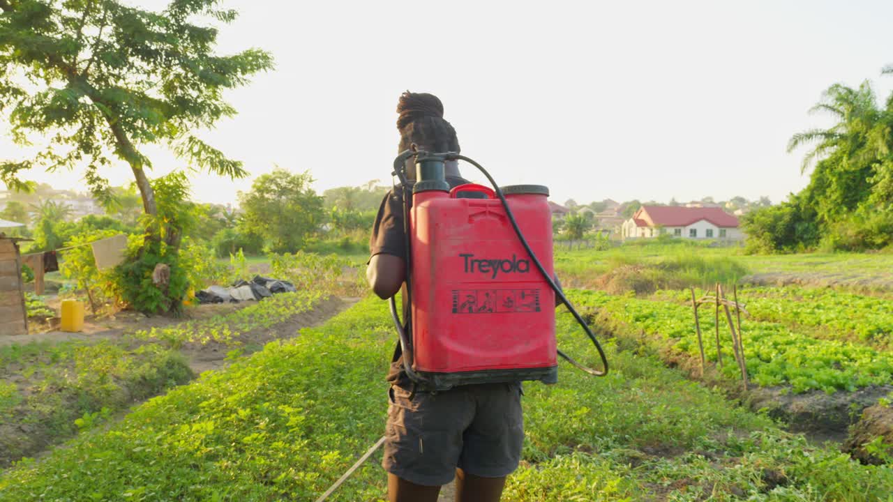 black female farmer Spray Fumigation for Weed Control Toxic Pesticides and Insecticides on Plantations