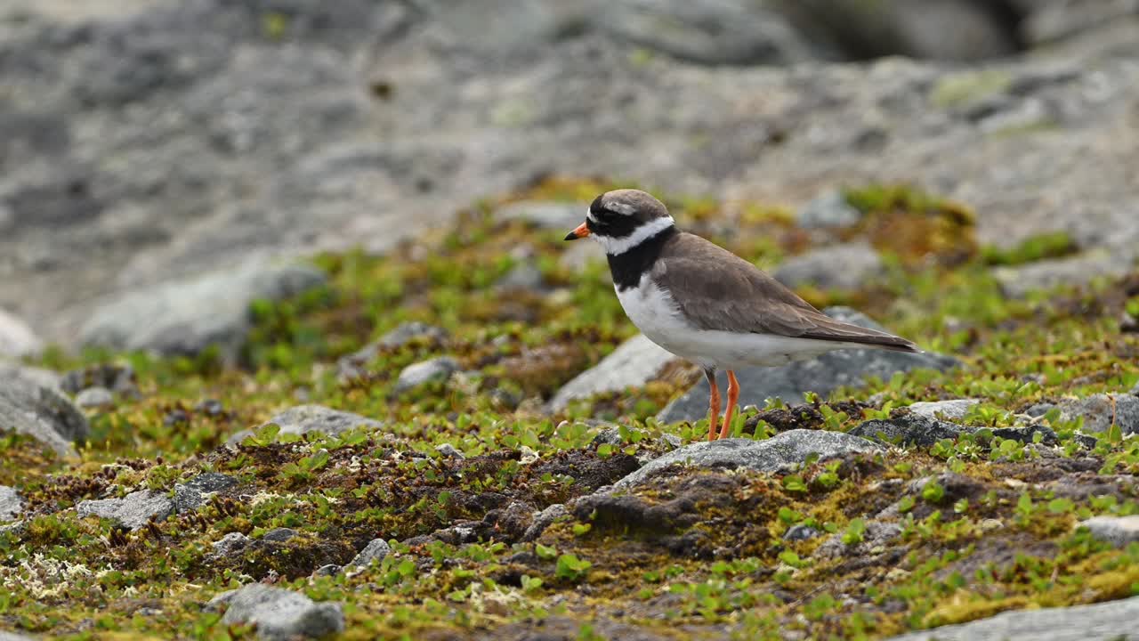 Common Ringed Plover standing in profile on small rock on Norwegian tundra, looking off camera, turns and walks away.