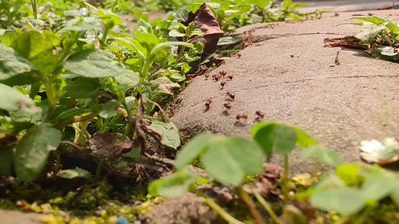 viene la lluvia, las hormigas se mueven