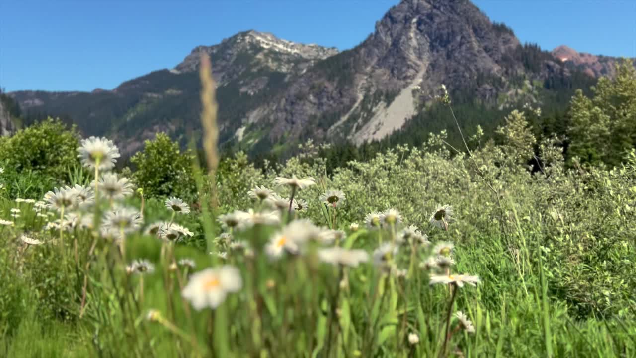 Flowers blowing in the wind with the mountains ion the background at Snoqualmie Pass in Central Washington