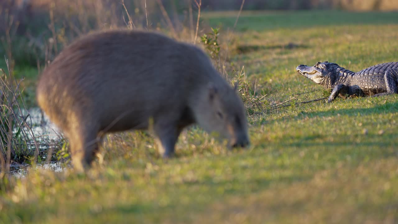 Capybara grazes close to a resting yacaré caiman. Wildlife animals share the wetland habitat under the warm daylight. Iberá wetlands, Argentina
