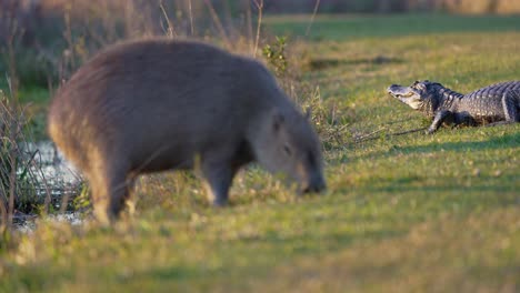 capybara grazes close to a resting yacaré caiman. wildlife animals share the wetland habitat under the warm daylight. iberá wetlands, argentina