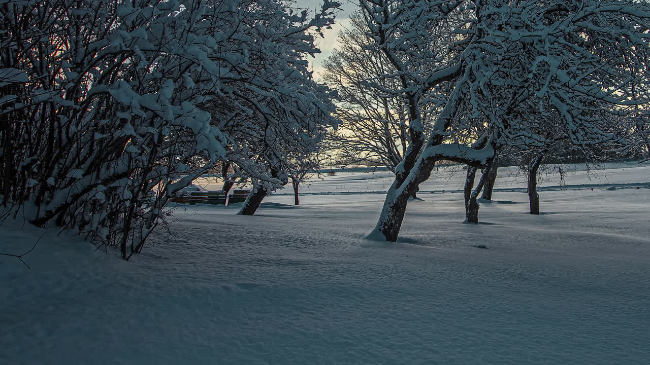 Time lapse shot of sunlight flashing between snowy winter trees at sunrise