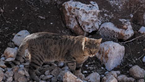 Grey-Tabby-Cat-On-Rocky-Ground-At-Sunny-Day