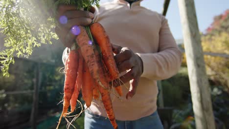 happy senior african american man picking vegetables in sunny garden, slow motion