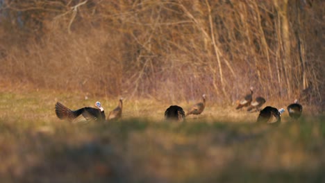 wild turkeys fanning hunting season fanning first thanksgving indians pilgrims 4k