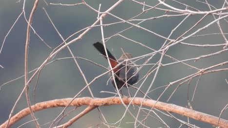 indian robin bird in forest