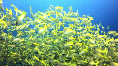 escuela de peces amarillos bajo el agua
