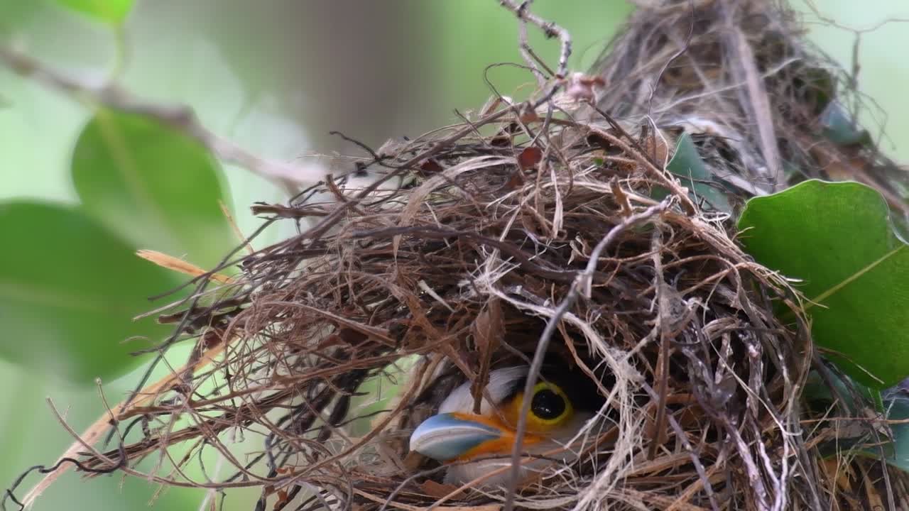 The Silver-breasted Broadbill is a famous bird in Thailand, both local and international