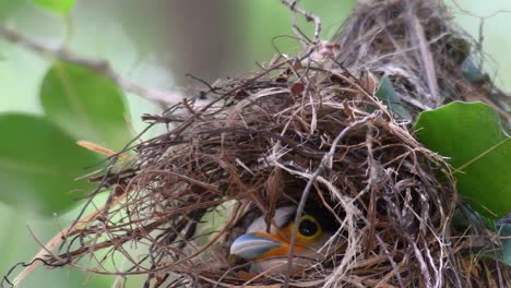 The-Silver-breasted-Broadbill-is-a-famous-bird-in-Thailand,-both-local-and-international