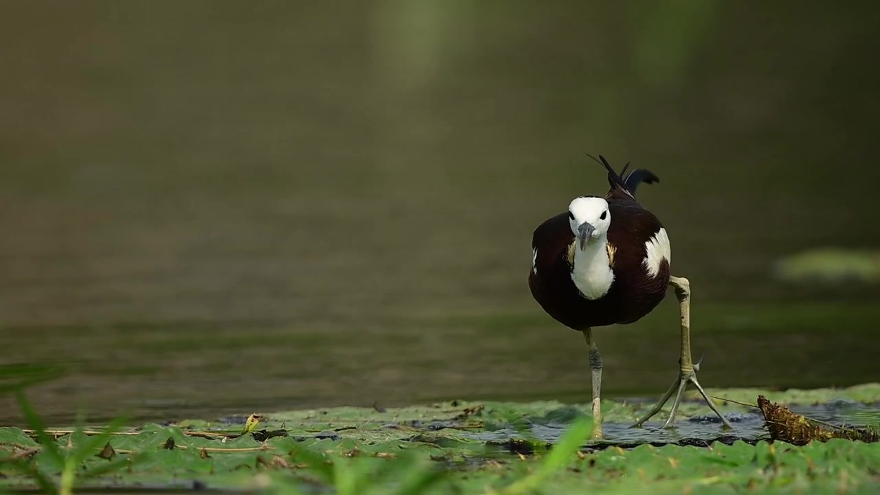 Vista dettagliata di un uccello jacana (Hydrophasianus chirurgus) che cammina con grazia tra le piante acquatiche durante una tranquilla mattina nel suo habitat naturale