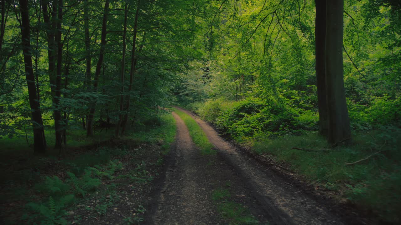 A peaceful forest path winding through lush greenery on Langeland Island, Denmark
