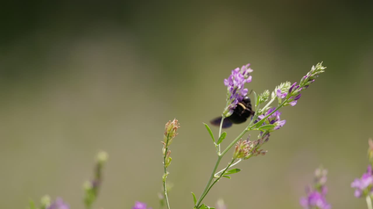 Detailed Slow-Mo Shot: Bee Gently Gathering Nectar from Purple Flower