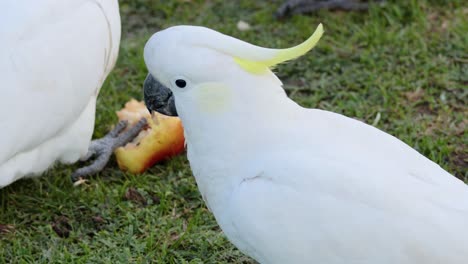 dos cacatúas compartiendo comida en el suelo cubierto de hierba