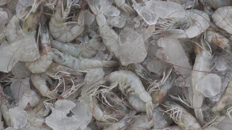 fresh prawns kept at snow box at retail shop for sale at day from different angle