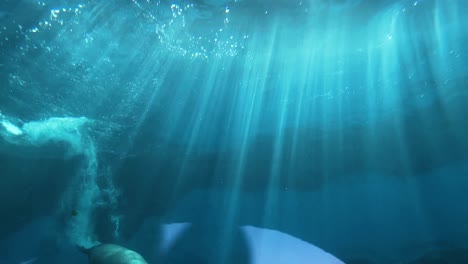 sea lion dives quickly past camera close up underwater