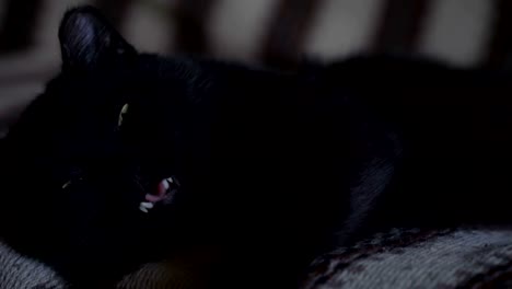 black cat asleep on the sofa close-up