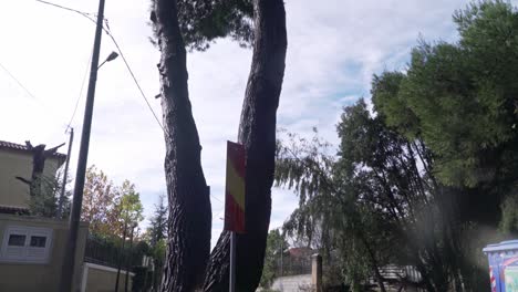 Tilt-up-shot-of-very-tall-tree,-standing-on-a-road-4K