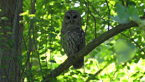 a barred owl perched on a branch in tree in the forest on a summer day