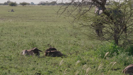 Wildebeest-Calves-Lying-Down-While-A-Wildebeest-Cow-Is-Feeding-On-The-Green-Grass-In-Botswana-On-A-Bright-Weather---Medium-Shot