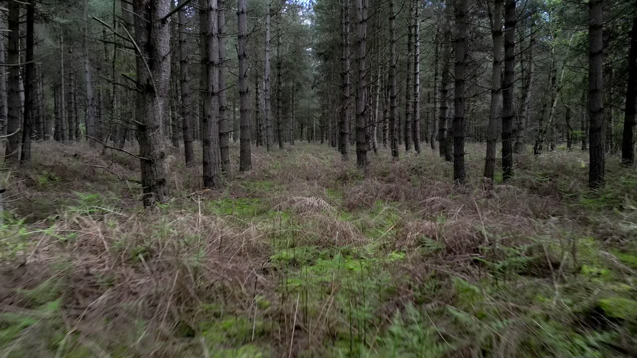 низкий обратный между rendlesham леса леса деревья где отчет о инопланетных нло посадки огней произошло