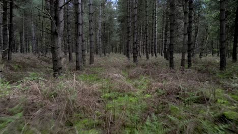 Reversa-Baja-Entre-árboles-Del-Bosque-De-Rendlesham-Donde-Se-Produjo-El-Informe-De-Luces-De-Aterrizaje-De-Ovnis-Alienígenas