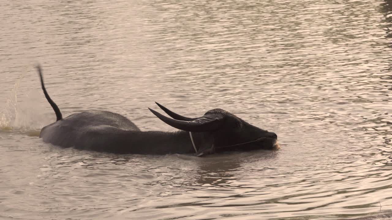 흙탕물에서 목욕하는 물소