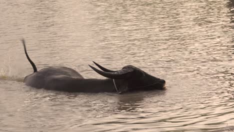 water buffalo bathing in muddy waters