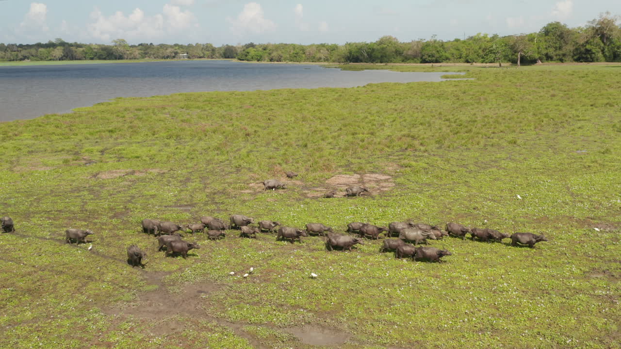 Aerial View of Water Buffalo Herd in a Wetland