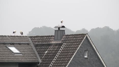 three stork birds standing on the rooftop of a family home in germany waiting out the bad weather