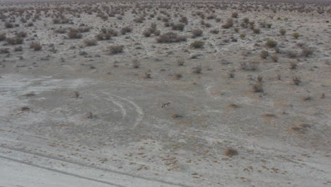 Un-Coyote-En-El-Desierto-Del-Desierto-De-Mojave-Y-Un-Entorno-Duro-En-Busca-De-Presas---Vista-Aérea