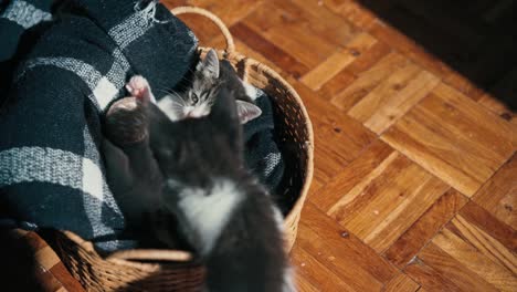 two cute little kittens are playing in a wicker basket