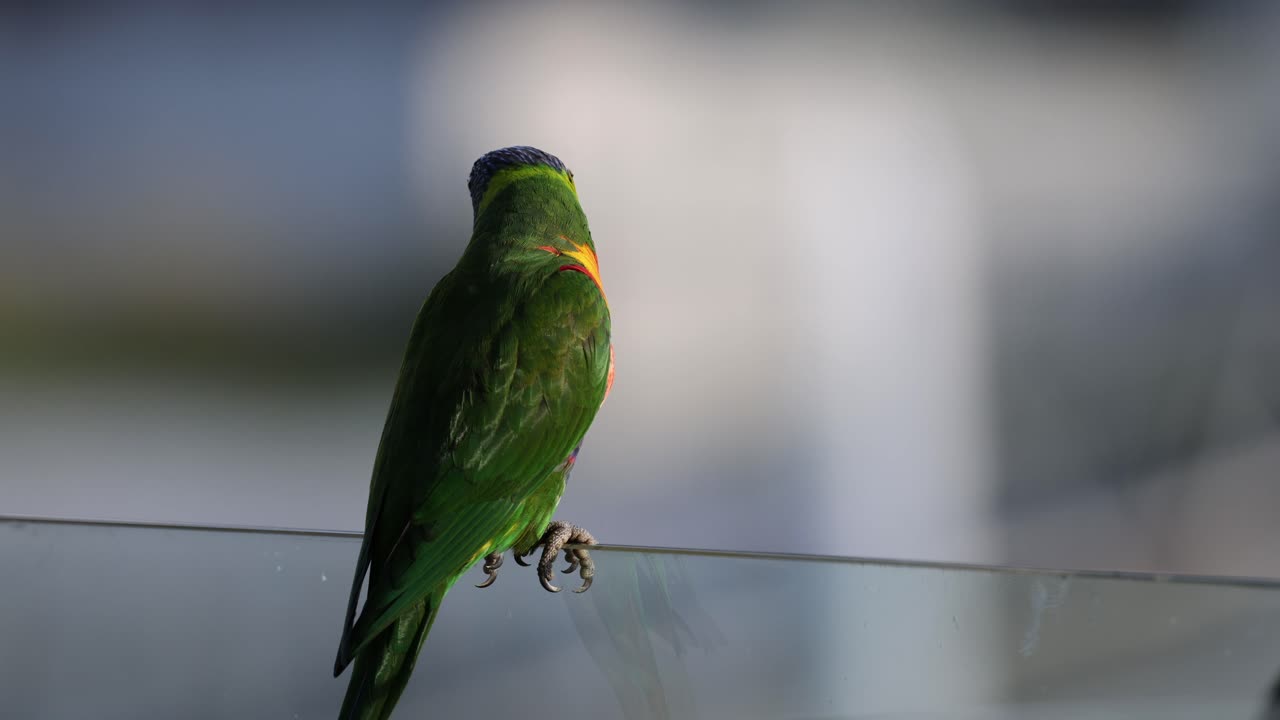 Colorful lorikeet perches then takes flight