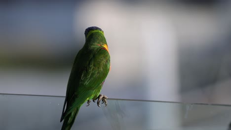 colorful lorikeet perches then takes flight