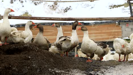 a herd of goose