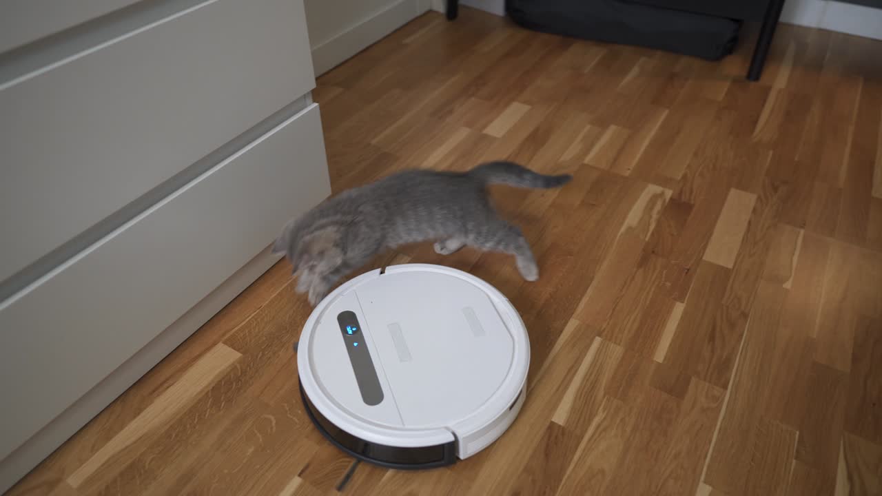 equipo automático que ayuda en el hogar. gatito gracioso de raza escocesa recta de color gris con rayas juega en casa mientras un robot aspirador automático limpia la habitación. electrodomésticos inteligentes