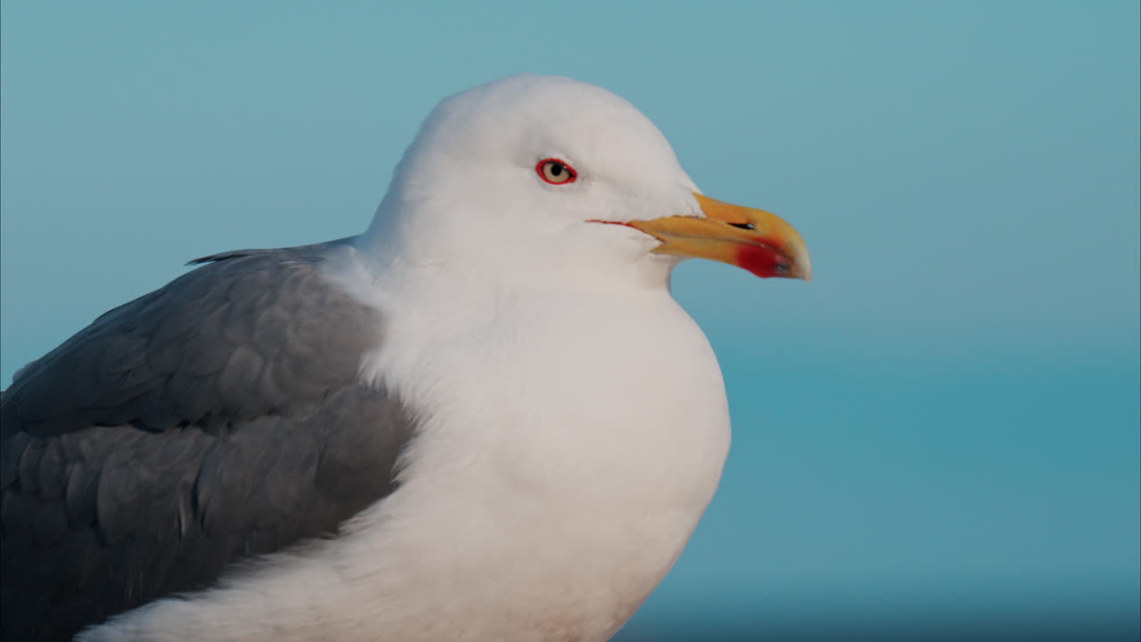 Close up of a seagull at the beach with a blurry view of the sea on the background