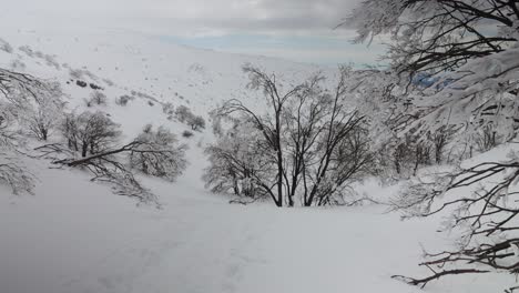 static shot of forest covered snow on mount hermon during winter in israel