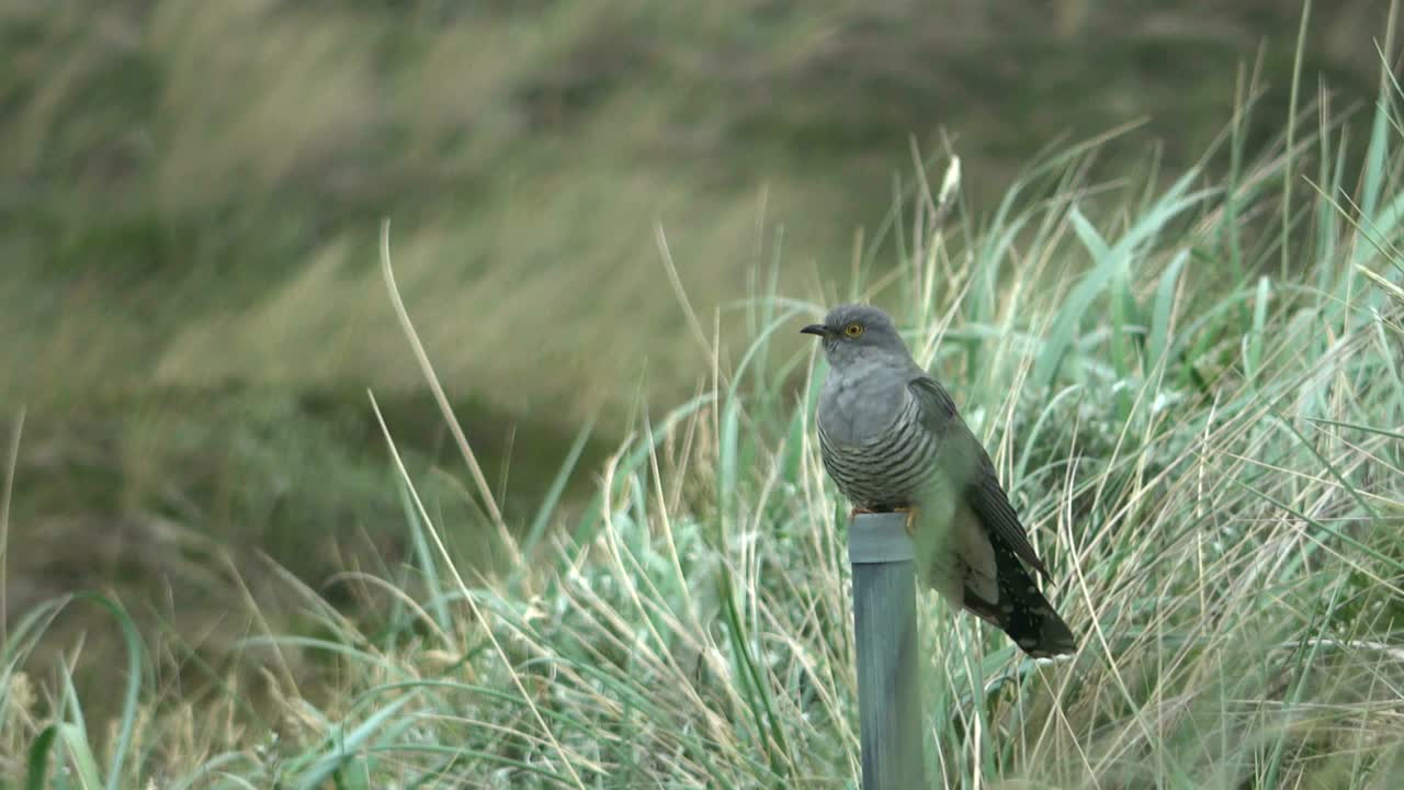 큐쿨러스 카노루스 (cucullus canorus) 큐클러스 큐클루스 (cuckoo cuckoo) 큐쿨루스 카노러스 (cuckullus canorum)