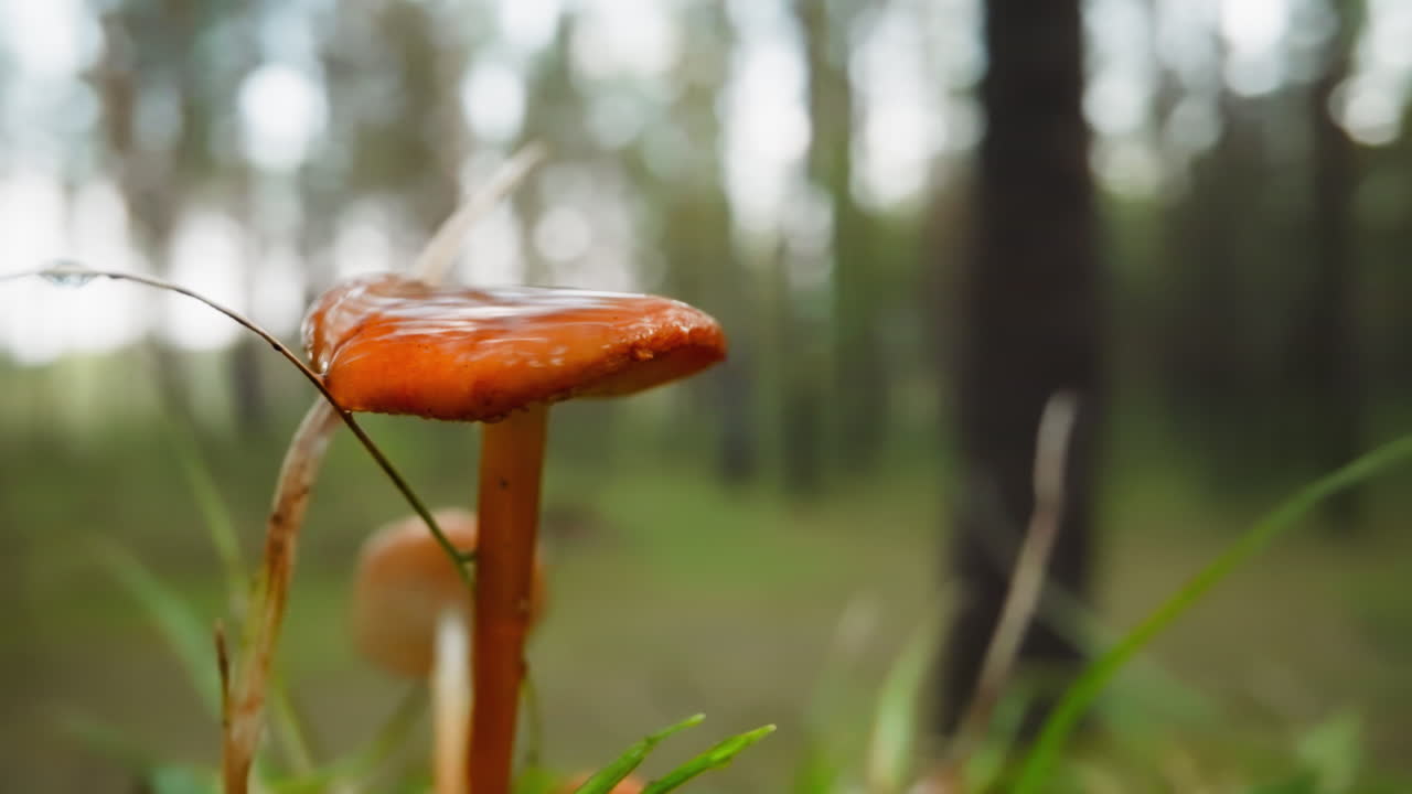 Tall bright orange mushroom covered with clear rain dew