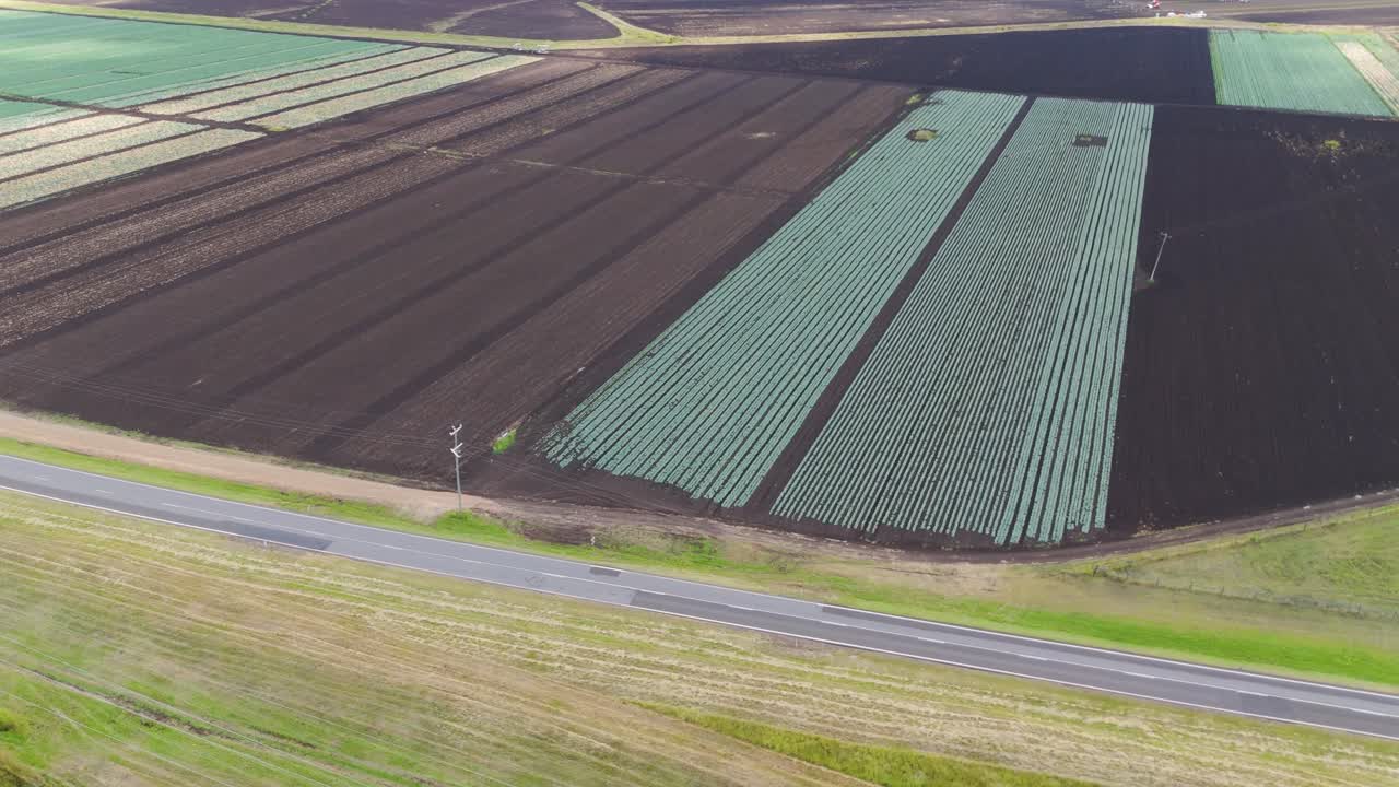 el dron captura el extenso paisaje del campo de maíz desde arriba