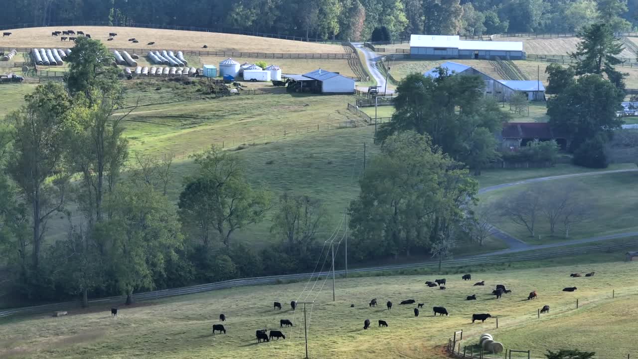 Herd of black cows on grassy hills during sunny day. Aerial wide shot. American farmstead with barn and silo in background. Green trees in summer