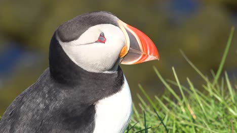 Bonito-Primer-Plano-De-Un-Lindo-Frailecillo-Posando-En-La-Costa-De-Islandia,-Cerca-De-Latrabjarg-2