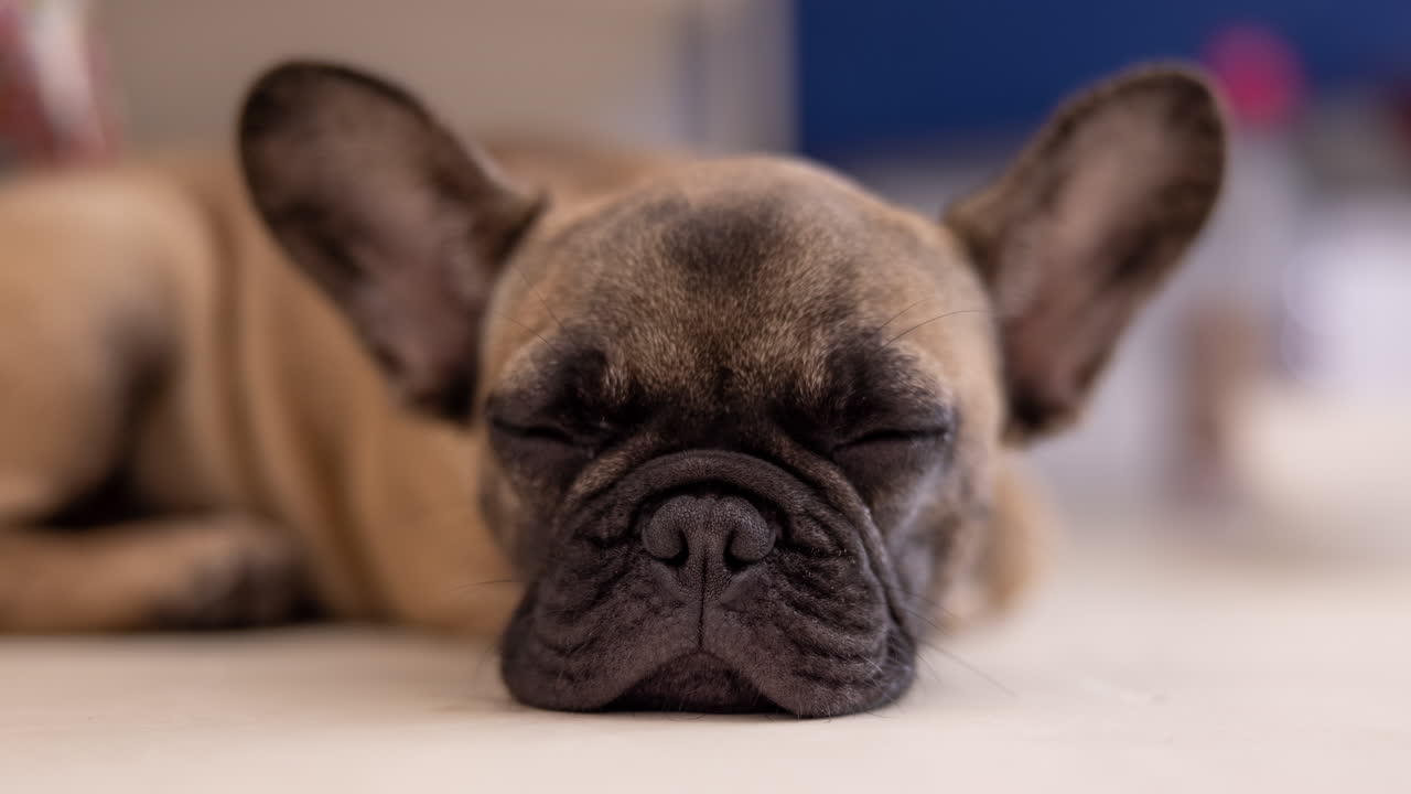 un lindo cachorro de bulldog francés de mascota