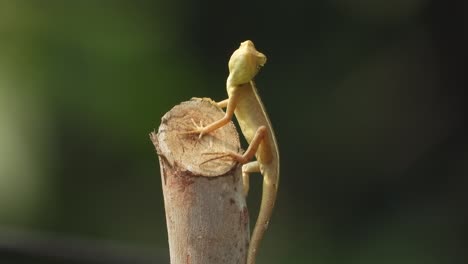 Lizard-relaxing-on-wood-.-food-